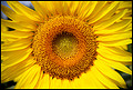 Galerie photo de Sandrine/Fleurs