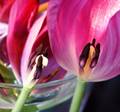 Galerie photo de Sandrine/Fleurs/vieilles tulipes